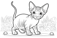 Sphynx Kitten – Sphynx Kittens coloring page