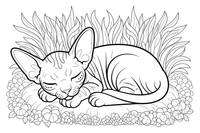 Sleeping Sphynx – Sphynx Kittens coloring page