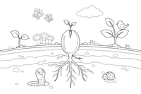 A cutaway of the ground showing a seed underground with roots starting to grow – Complete Plant Life Cycle coloring page