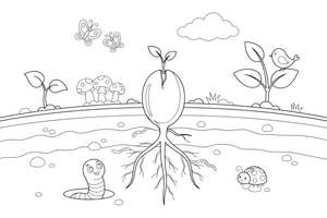 A cutaway of the ground showing a seed underground with roots starting to grow – Complete Plant Life Cycle coloring page