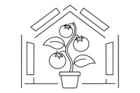 Tomatoes growing on a vine in a greenhouse – Fresh Vegetables coloring page