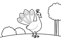 A peacock turning its head to look back – Peacock Bird coloring page