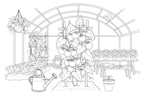Tomatoes growing on a vine in a greenhouse – Fresh Vegetables coloring page