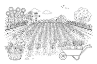 Rows of carrots being harvested from the garden – Autumn Harvest coloring page
