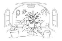 Tomatoes ripening on the vine in a greenhouse – Garden & Gardening coloring page