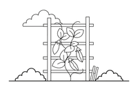 Peas growing up a garden trellis – Fresh Vegetables coloring page