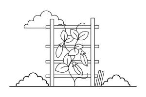 Peas growing up a garden trellis – Fresh Vegetables coloring page