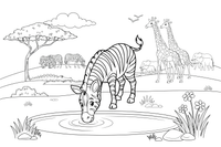 A zebra drinking from a watering hole – Galloping Zebra Wild coloring page