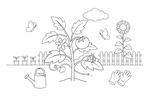 A tomato plant with a flower turning into a red tomato – Complete Plant Life Cycle coloring page