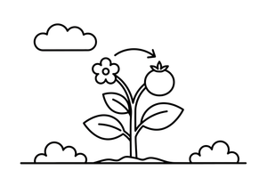 A tomato plant with a flower turning into a red tomato – Complete Plant Life Cycle coloring page