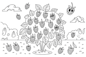 A raspberry bush full of ripe berries – Juicy Berries coloring page