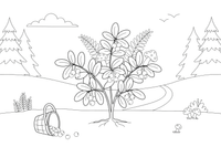 A lingonberry plant with little berries – Forest Plant Wonders coloring page
