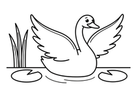 A swan flapping its wings on the water – Elegant Swan Bird coloring page