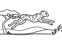 A cheetah leaping through the air – Cheetah Wild Cat coloring page