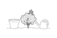 A parsley plant with curly leaves – Fragrant Herb Garden coloring page