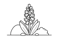 A hyacinth with a tall cluster of little flowers – Spring Flower coloring page