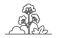 A dill plant with feathery leaves – Fragrant Herb Garden coloring page