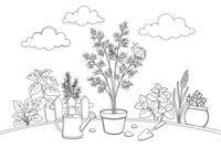 A dill plant with feathery leaves – Fragrant Herb Garden coloring page