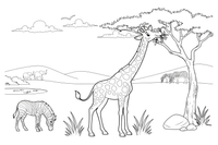 A giraffe eating leaves from a tall tree – Giraffe Wild Wonders coloring page