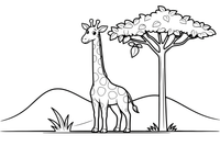 A giraffe eating leaves from a tall tree – Giraffe Wild Wonders coloring page