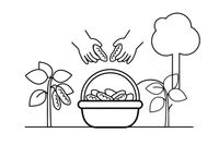 Hands gathering bean pods into a basket – Autumn Harvest coloring page