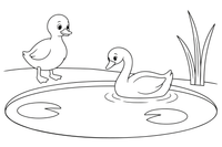 The duckling looking at its reflection and seeing a beautiful swan – The Ugly Duckling Story coloring page