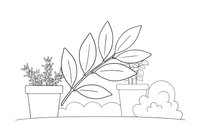 A bay leaf branch, close up – Fragrant Herb Garden coloring page