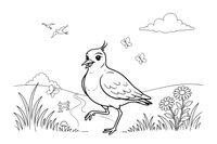 A lapwing with a little crest walking in a field – Lithuanian Bird Collection coloring page