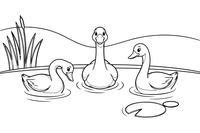 The swan gliding happily on the pond with other swans – The Ugly Duckling Story coloring page